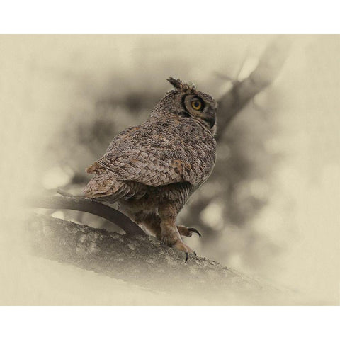 Great Horned Owl Black Modern Wood Framed Art Print by Brown, Jim