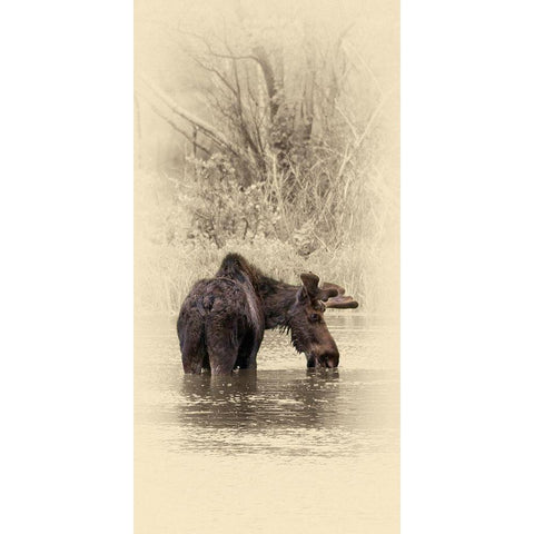 Moose II Black Modern Wood Framed Art Print with Double Matting by Brown, Jim