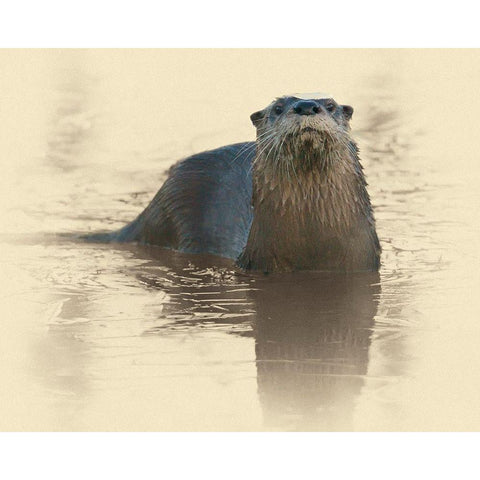 Otter Under Ice White Modern Wood Framed Art Print by Brown, Jim