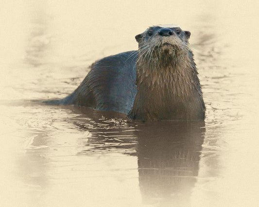 Image Only