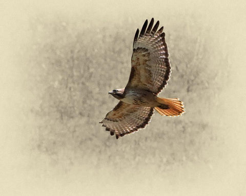 Red Tailed Hawk White Modern Wood Framed Art Print with Double Matting by Brown, Jim