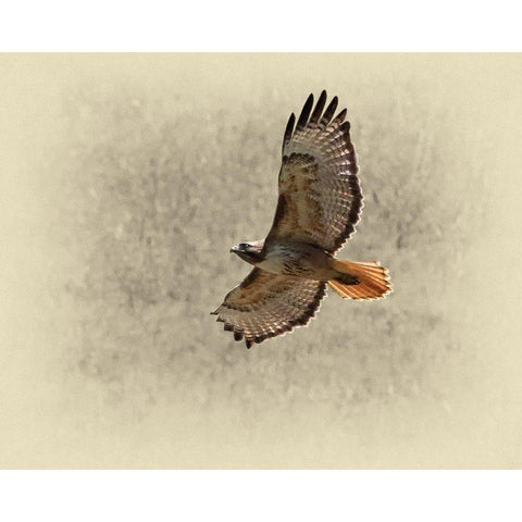 Red Tailed Hawk Black Modern Wood Framed Art Print with Double Matting by Brown, Jim