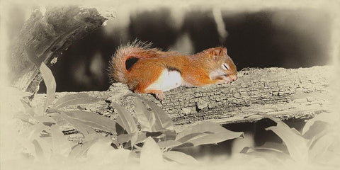 Sleeping Squirrel White Modern Wood Framed Art Print with Double Matting by Brown, Jim