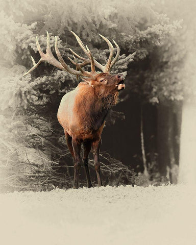 Bugling Elk White Modern Wood Framed Art Print with Double Matting by Brown, Jim