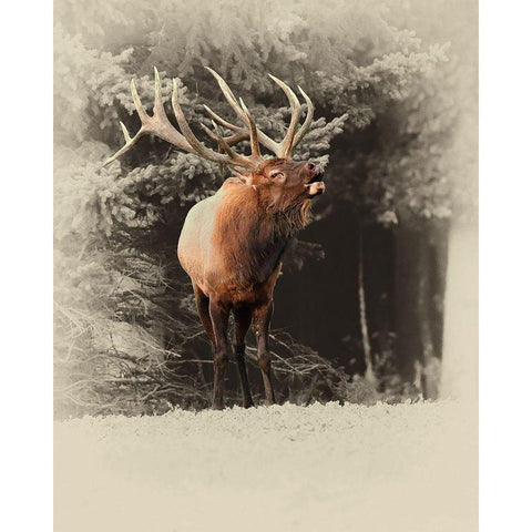 Bugling Elk Black Modern Wood Framed Art Print with Double Matting by Brown, Jim