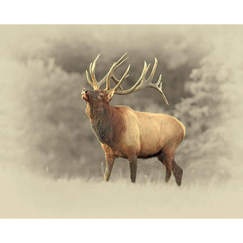 Bull Elk II Black Modern Wood Framed Art Print with Double Matting by Brown, Jim