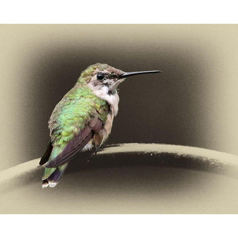 Female Ruby Throated Hummingbird Gold Ornate Wood Framed Art Print with Double Matting by Brown, Jim