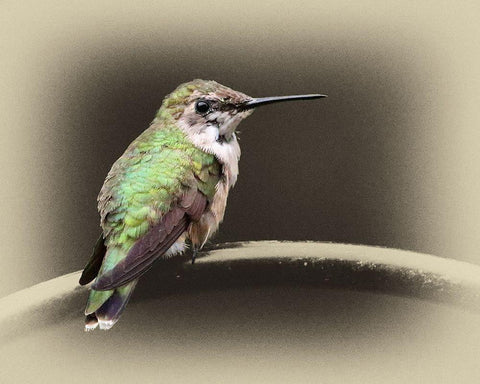 Female Ruby Throated Hummingbird White Modern Wood Framed Art Print with Double Matting by Brown, Jim