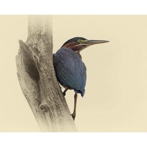 Green Heron II Black Modern Wood Framed Art Print with Double Matting by Brown, Jim