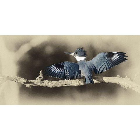 Kingfisher II Black Modern Wood Framed Art Print with Double Matting by Brown, Jim