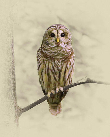 Barred Owl 1 White Modern Wood Framed Art Print with Double Matting by Brown, Jim