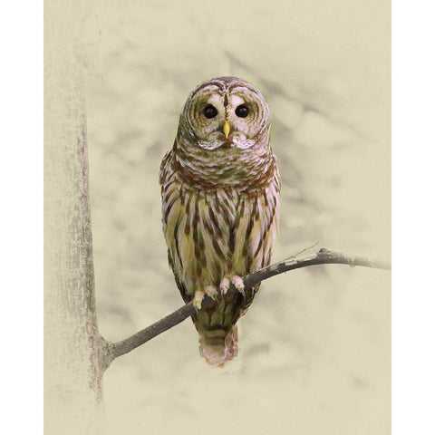 Barred Owl 1 Gold Ornate Wood Framed Art Print with Double Matting by Brown, Jim