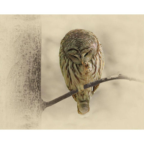 Barred Owl 2 Black Modern Wood Framed Art Print with Double Matting by Brown, Jim