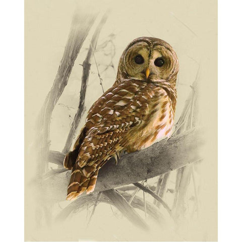 Barred Owl 3 White Modern Wood Framed Art Print by Brown, Jim