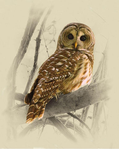 Barred Owl 3 Black Ornate Wood Framed Art Print with Double Matting by Brown, Jim