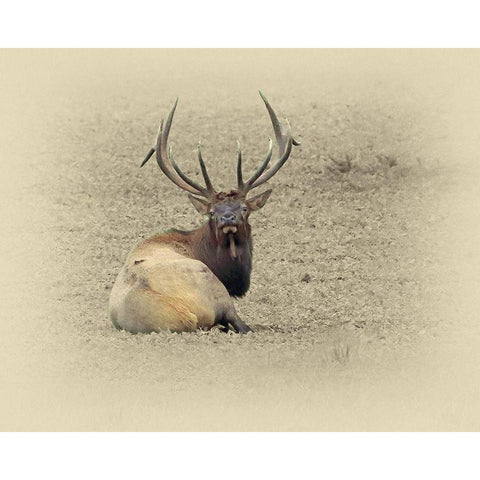 Bull Elk At Rest Gold Ornate Wood Framed Art Print with Double Matting by Brown, Jim