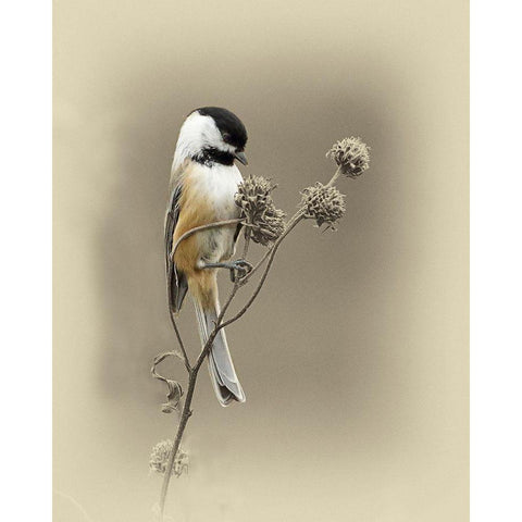 Black Capped Chickadee 1 Gold Ornate Wood Framed Art Print with Double Matting by Brown, Jim