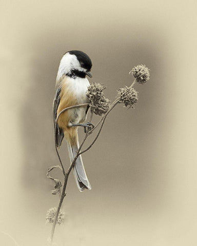 Black Capped Chickadee 1 White Modern Wood Framed Art Print with Double Matting by Brown, Jim