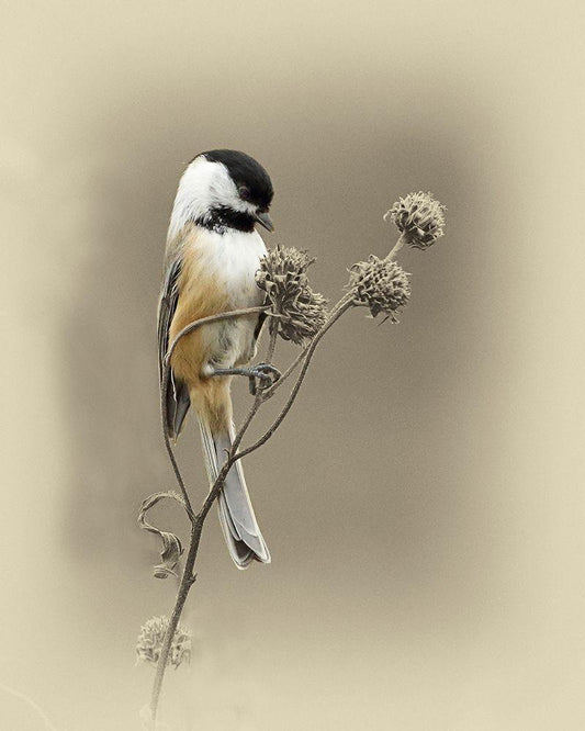 Image Only