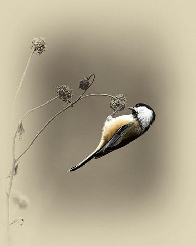 Black Capped Chickadee 2 White Modern Wood Framed Art Print with Double Matting by Brown, Jim