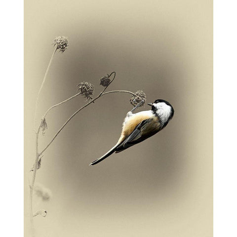 Black Capped Chickadee 2 White Modern Wood Framed Art Print by Brown, Jim