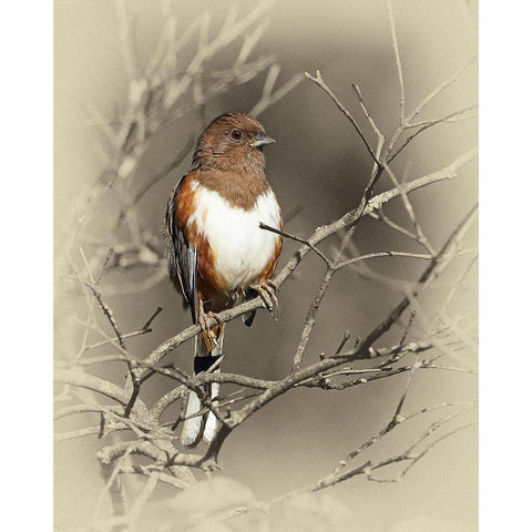 Eastern Towhee Female Black Modern Wood Framed Art Print with Double Matting by Brown, Jim