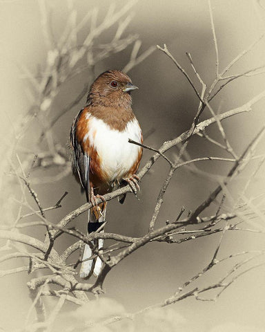 Eastern Towhee Female Black Ornate Wood Framed Art Print with Double Matting by Brown, Jim