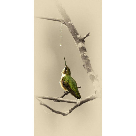 Hummingbird With Dew Drop Gold Ornate Wood Framed Art Print with Double Matting by Brown, Jim