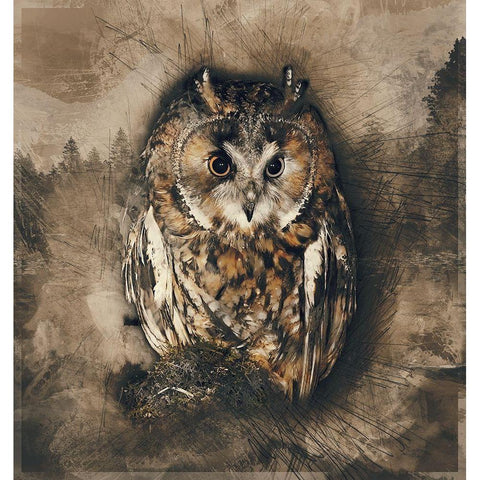 Owl In the Wild  White Modern Wood Framed Art Print by Bolokofsky, Ronald