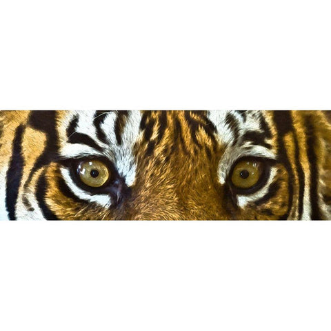 Tiger Eyes White Modern Wood Framed Art Print by Bolokofsky, Ronald