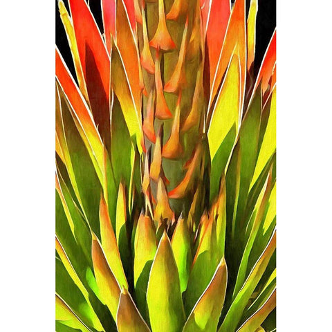 Agave I Black Modern Wood Framed Art Print with Double Matting by Bolokofsky, Ronald