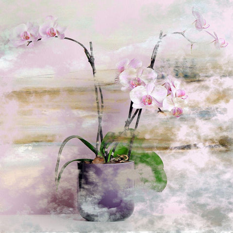 Pink Orchids I Black Modern Wood Framed Art Print with Double Matting by Bolokofsky, Ronald