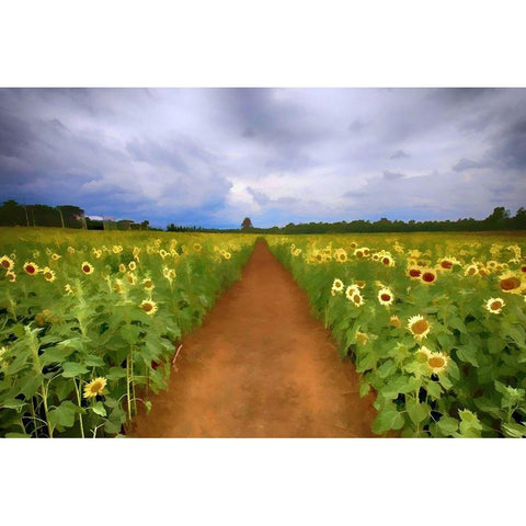 Sunflower Field Gold Ornate Wood Framed Art Print with Double Matting by Bolokofsky, Ronald