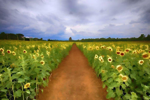 Sunflower Field White Modern Wood Framed Art Print with Double Matting by Bolokofsky, Ronald