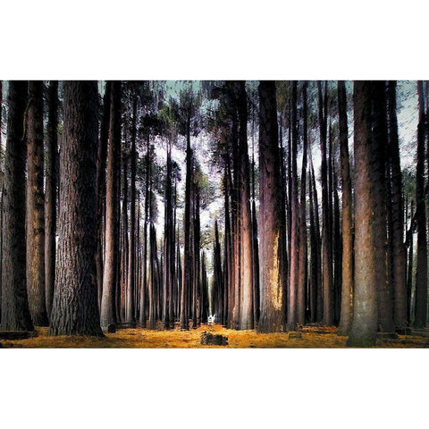 Into the Forest Black Modern Wood Framed Art Print with Double Matting by Bolokofsky, Ronald