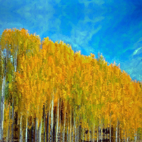 Aspens In Autumn  Black Ornate Wood Framed Art Print with Double Matting by Bolokofsky, Ronald