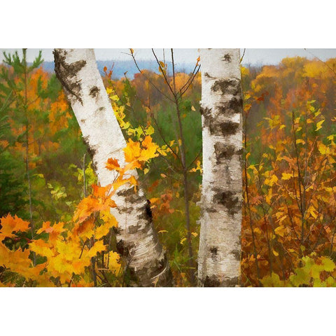 Birch Trees Gold Ornate Wood Framed Art Print with Double Matting by Bolokofsky, Ronald