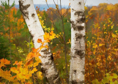 Birch Trees Black Ornate Wood Framed Art Print with Double Matting by Bolokofsky, Ronald