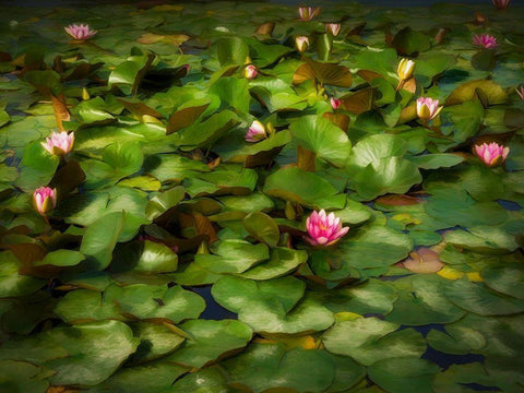 Lily Pads I White Modern Wood Framed Art Print with Double Matting by Bolokofsky, Ronald