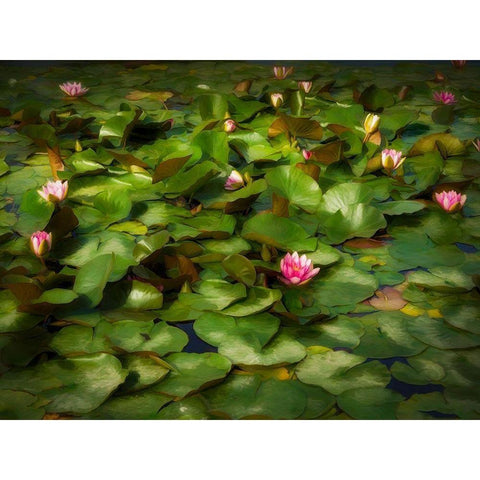 Lily Pads I Black Modern Wood Framed Art Print with Double Matting by Bolokofsky, Ronald