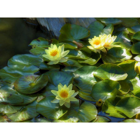 Lily Pads II Gold Ornate Wood Framed Art Print with Double Matting by Bolokofsky, Ronald