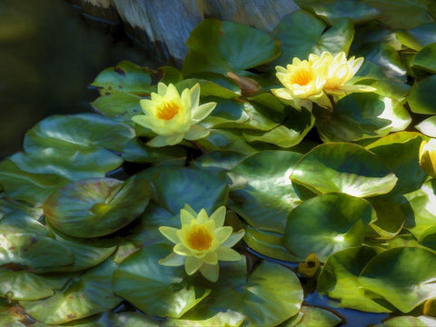 Lily Pads II White Modern Wood Framed Art Print with Double Matting by Bolokofsky, Ronald