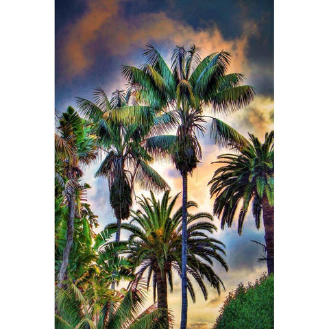 Palm Haven Gold Ornate Wood Framed Art Print with Double Matting by Bolokofsky, Ronald