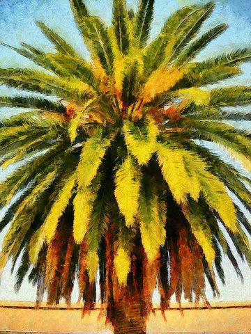 California Palm White Modern Wood Framed Art Print with Double Matting by Bolokofsky, Ronald