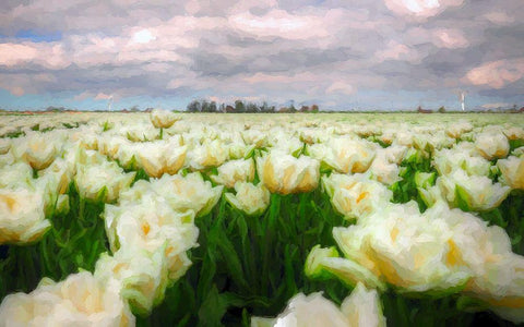 Tulip Field White Modern Wood Framed Art Print with Double Matting by Bolokofsky, Ronald