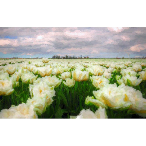 Tulip Field White Modern Wood Framed Art Print by Bolokofsky, Ronald