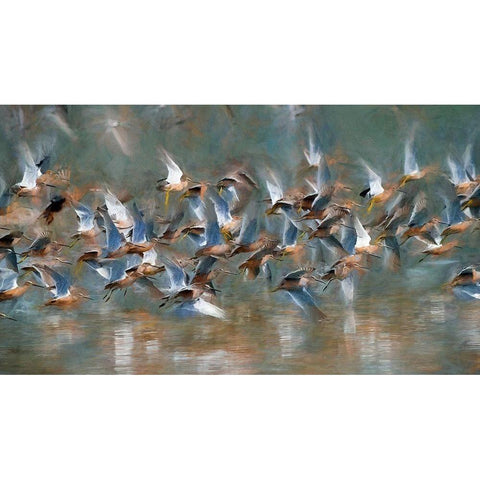 Long Billed Dowitcher White Modern Wood Framed Art Print by Bolokofsky, Ronald