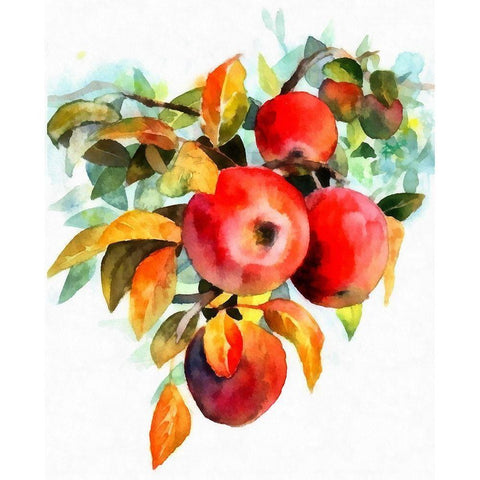 Apples Black Modern Wood Framed Art Print with Double Matting by Bolokofsky, Ronald