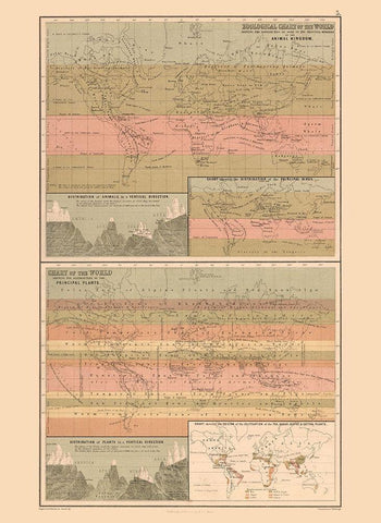 Zoological Chart World - Black 1867 White Modern Wood Framed Art Print with Double Matting by Black