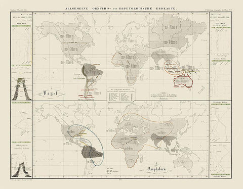 World Herpetological - 1845 Black Ornate Wood Framed Art Print with Double Matting by Unknown